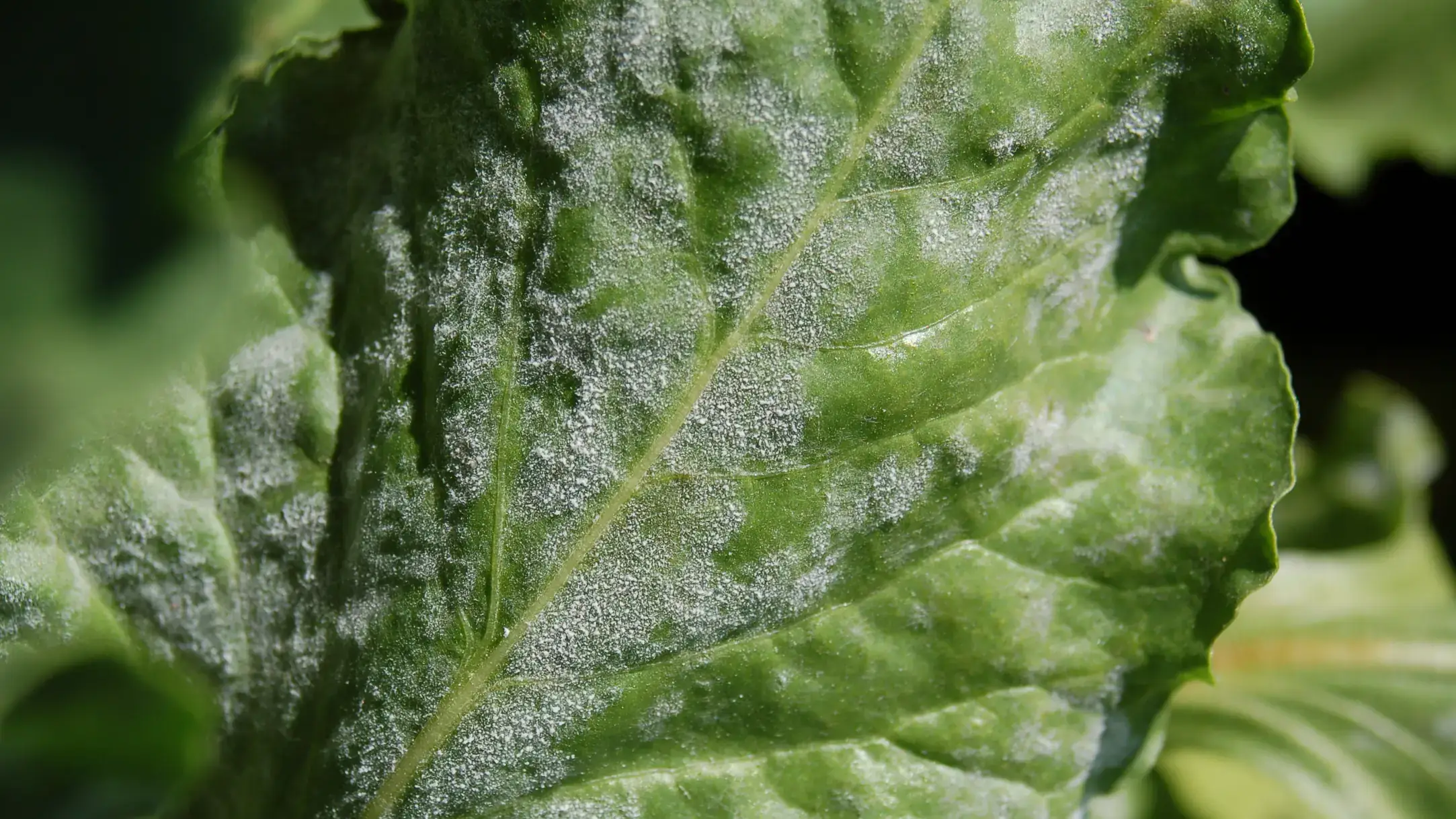 Powdery mildew on sugar beets