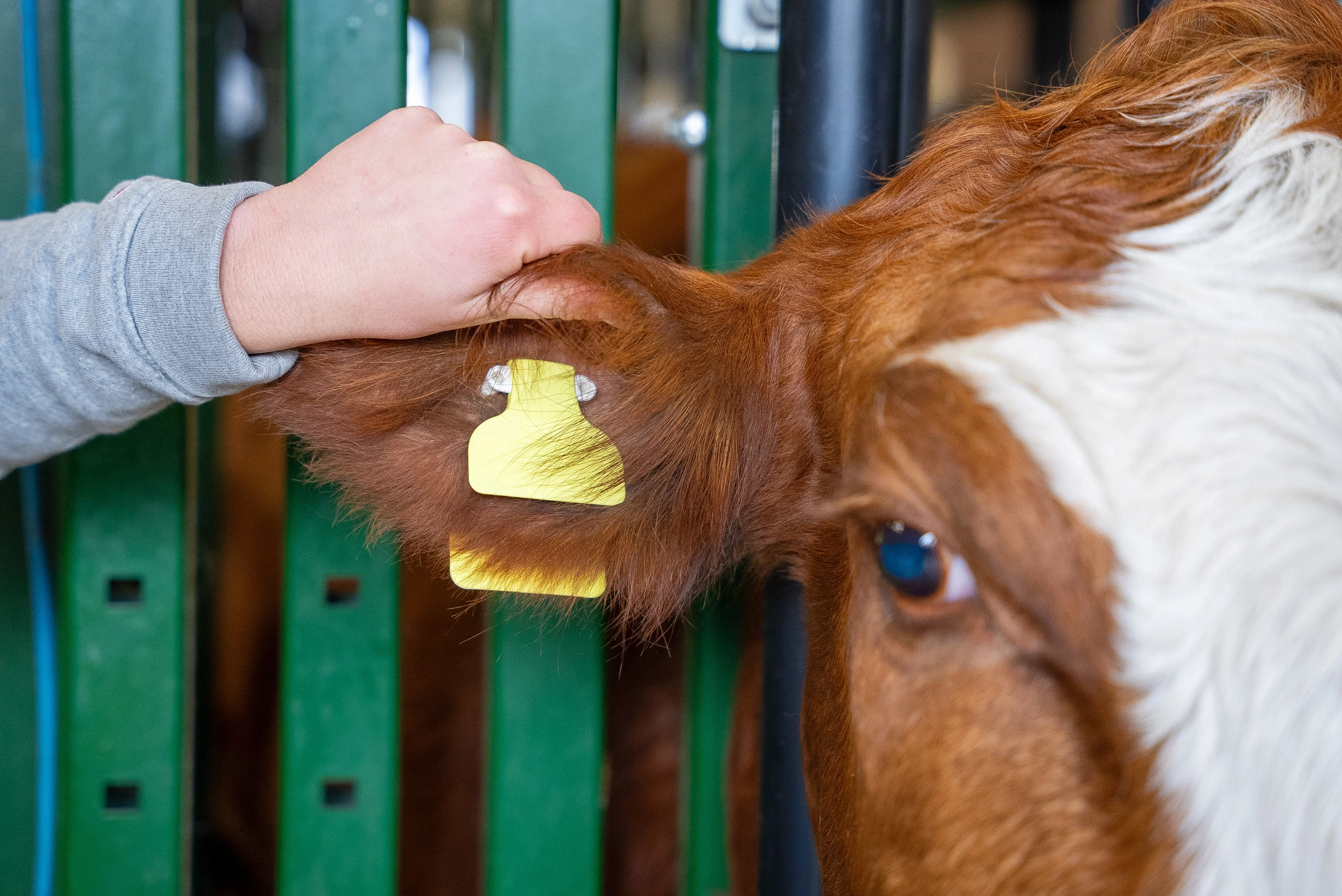 A hand holds a cow’s ear displaying a yellow plastic ear tag.