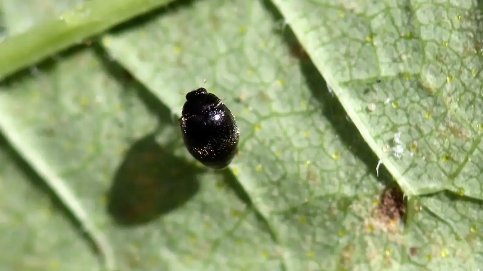 Mite destroyers are just one group of the predators that control two-spotted spider mites.