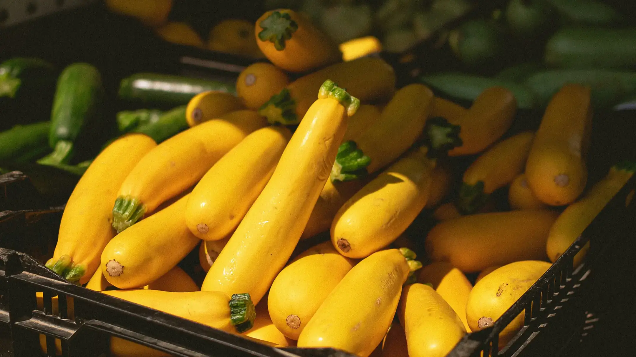 Landscapes and Gardens photos