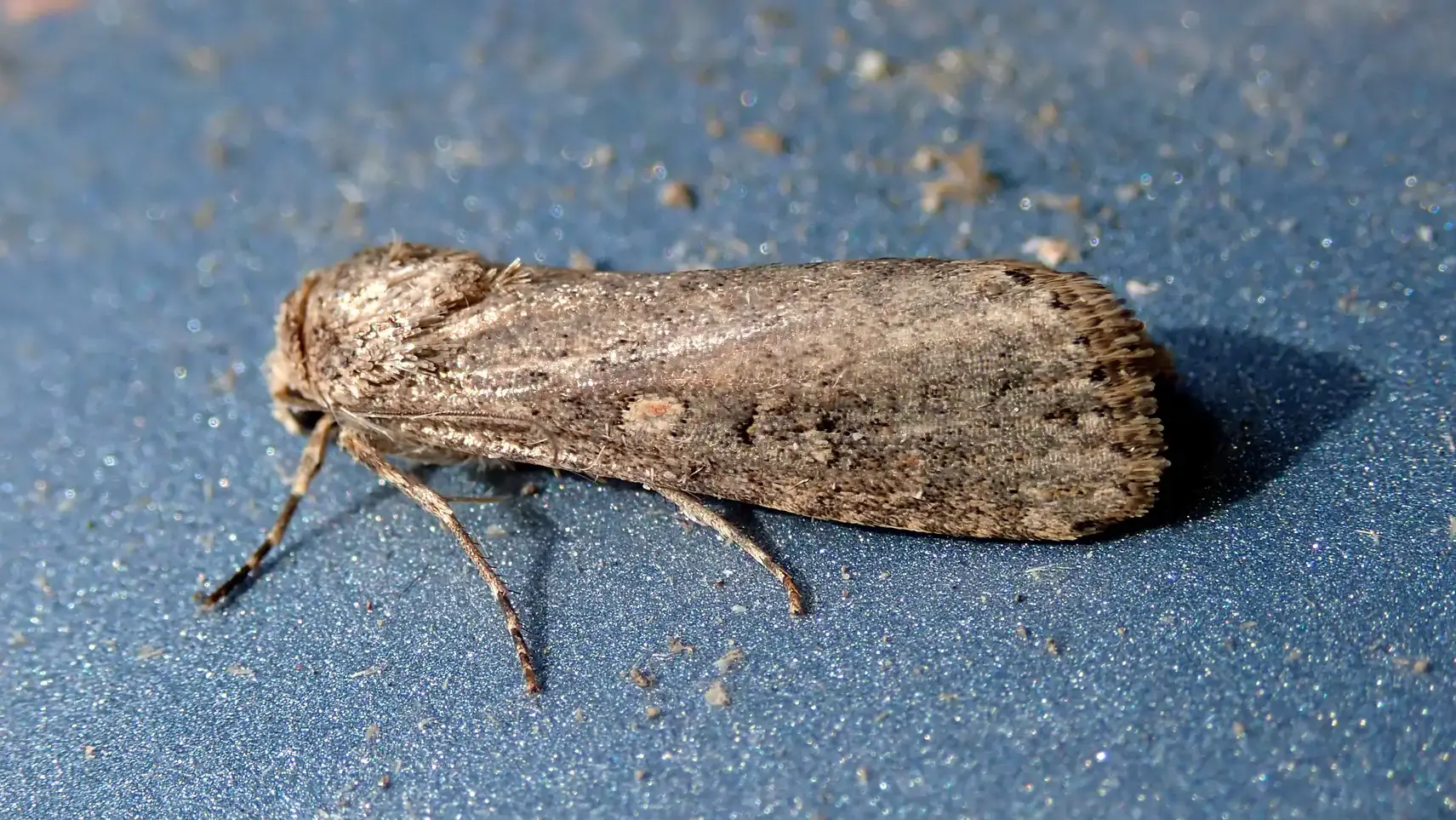 greyish moth on a blue surface.