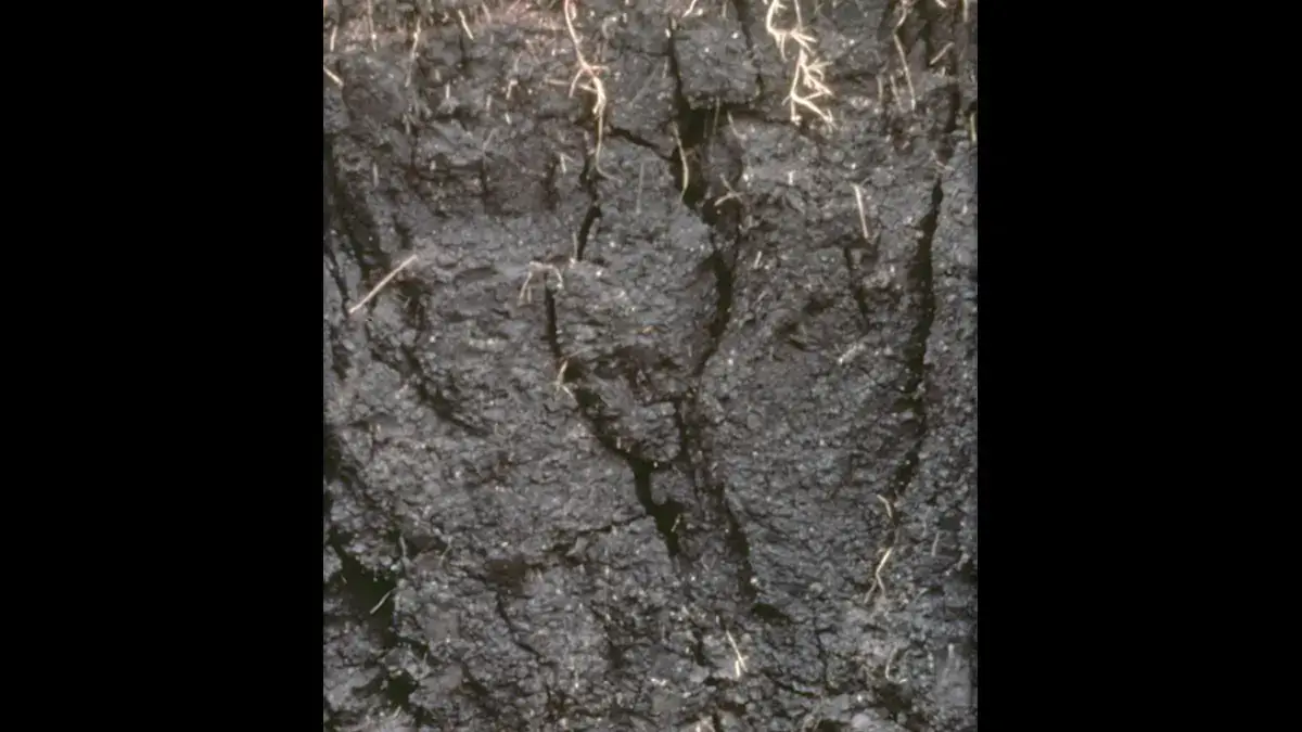 Vertisols layers of soil