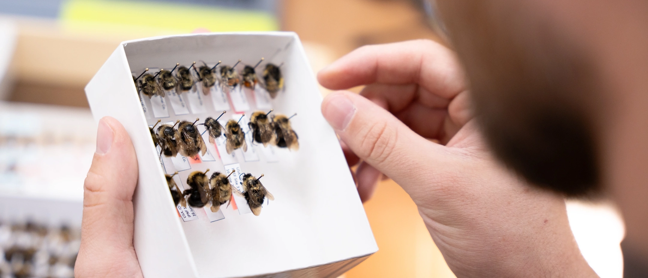 U of I student holding a box of bees for huckleberry pollination