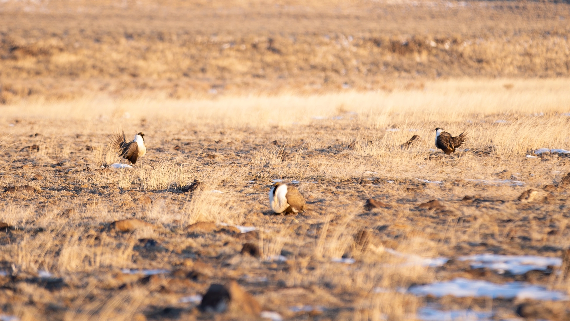 Courtney Conway’s 10-year study on the effects of ranching on sage grouse populations.