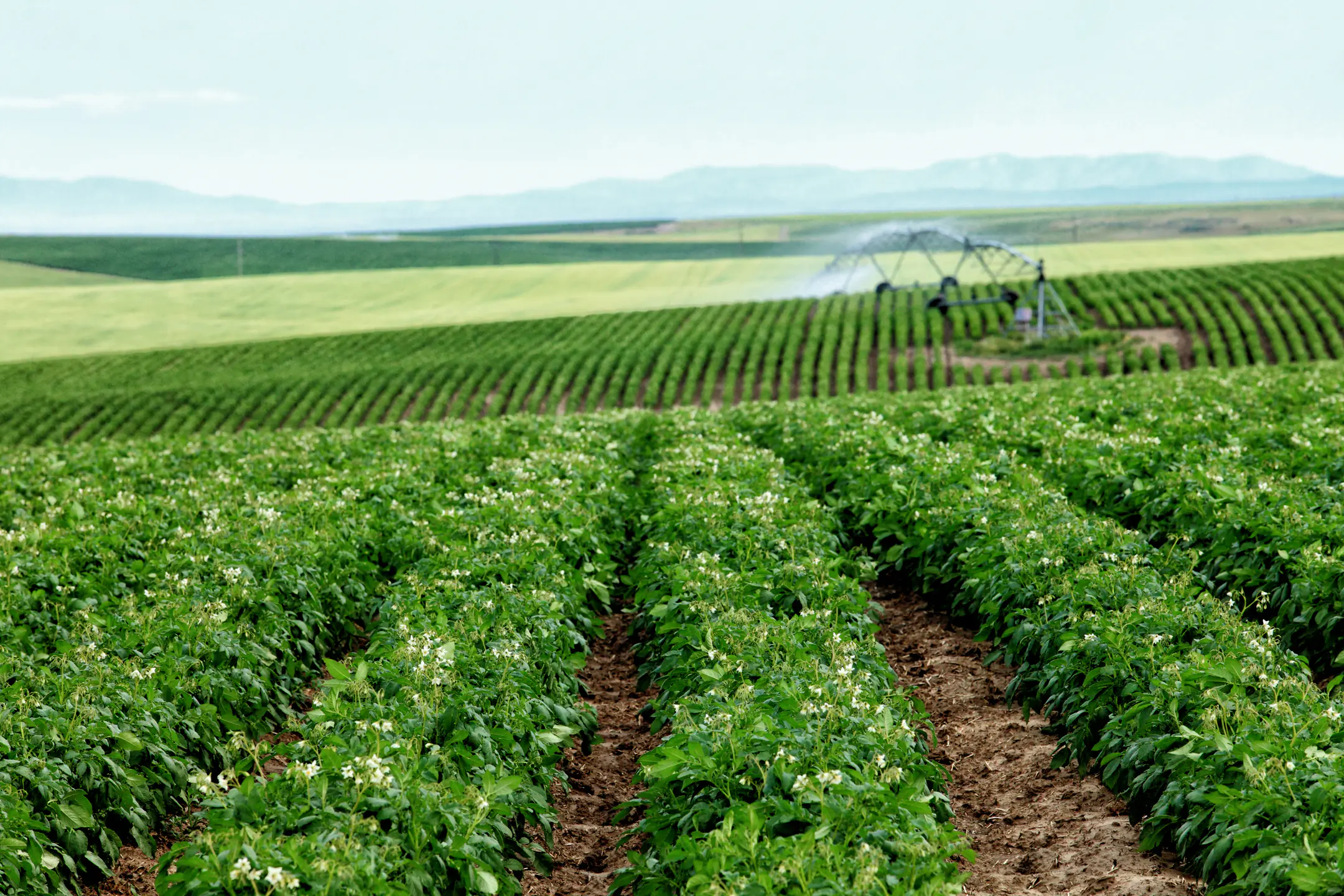 Rows of potato plants , planted in a single row configuration under a cloud filled sky, on an Idaho farm.