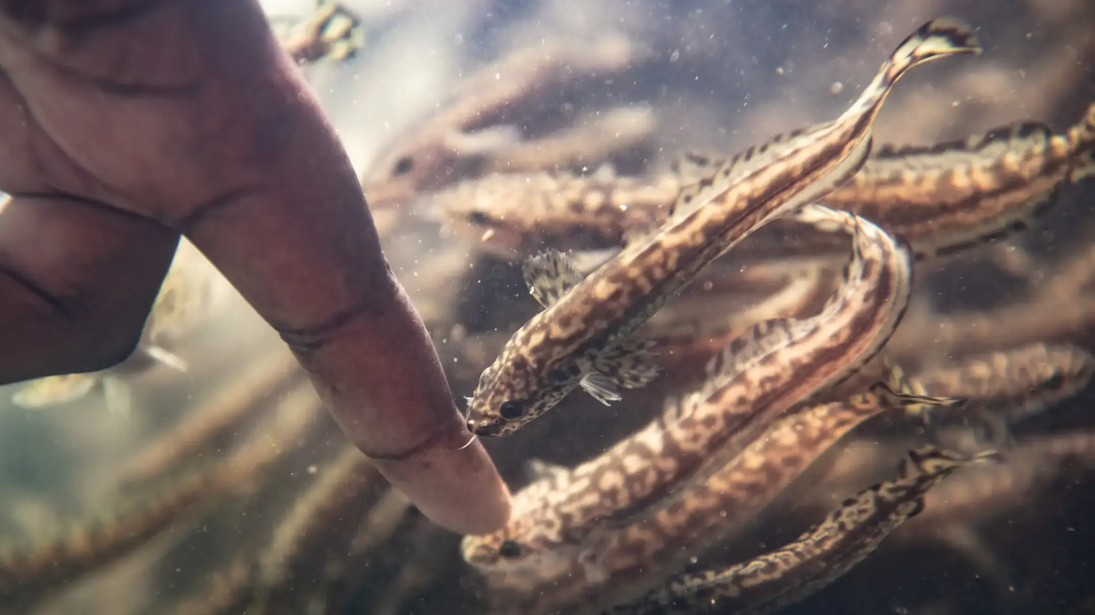 Studying burbot: U of I research supports native fish recovery ...