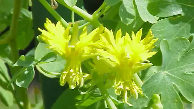 Herbaceous plants that are typically annuals