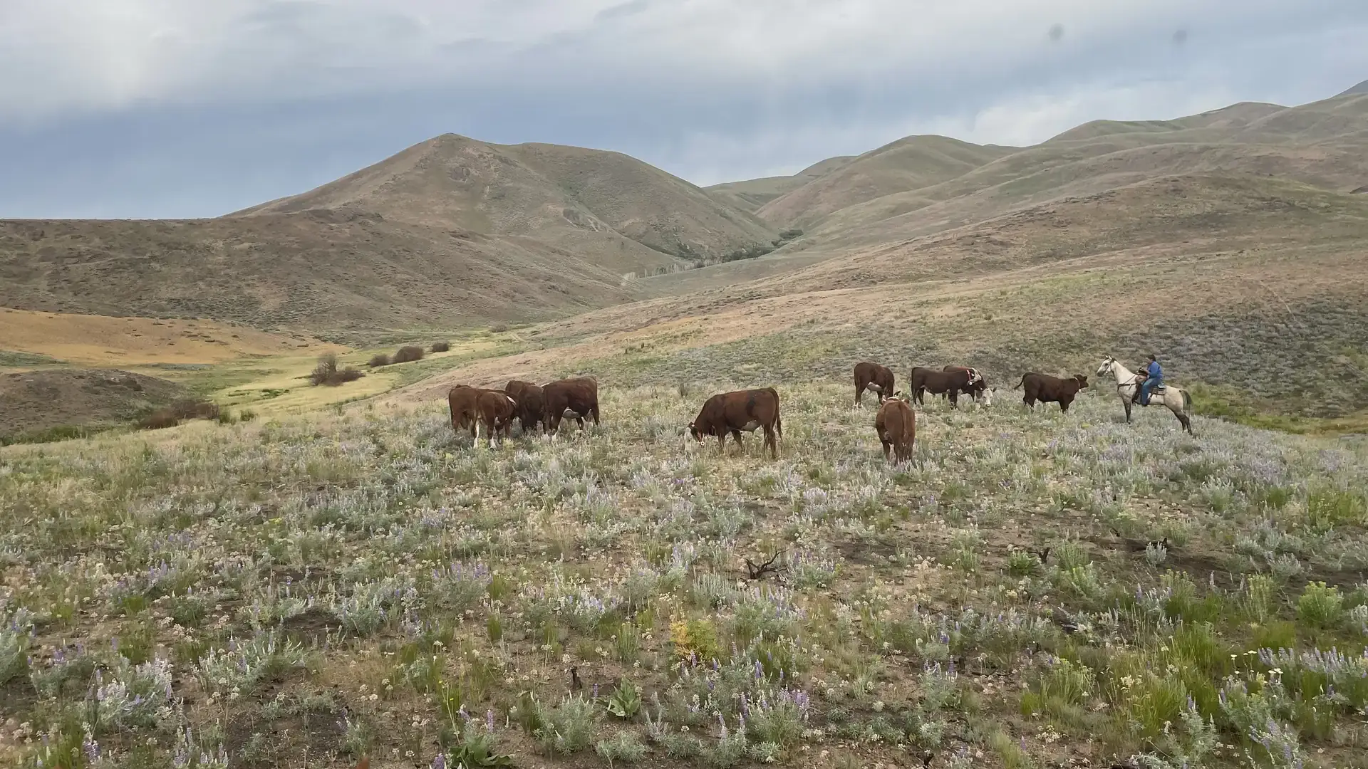 Cattle graze among grasses and purple wildflowers on rolling rangeland hills, with a rider on horseback nearby.