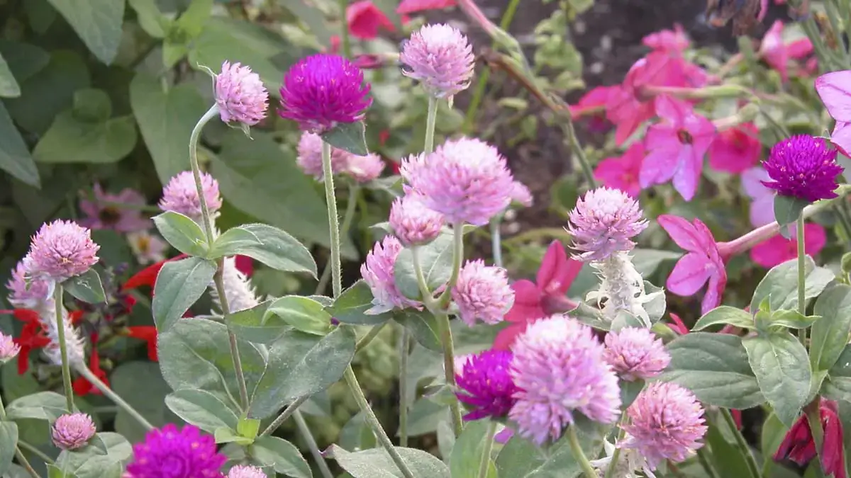 Herbaceous plants that are typically annuals