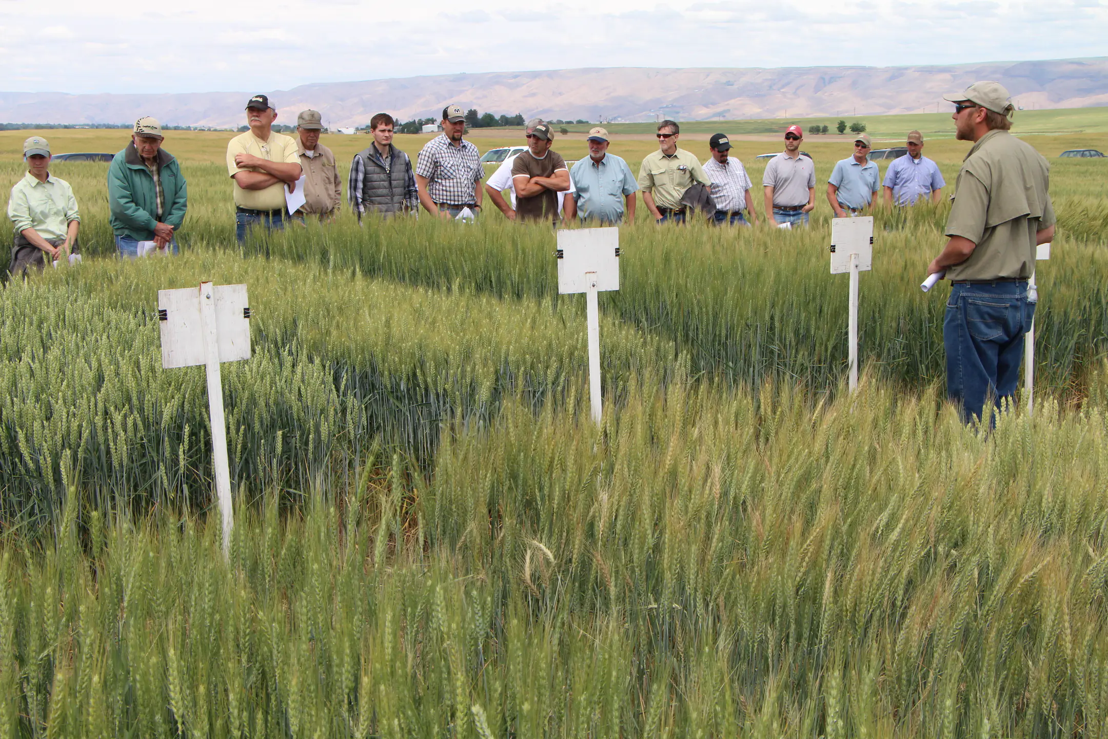 A University of Idaho Extension educator speaks to a group of farmers standing in a wheat research field during an outdoor field day. 
