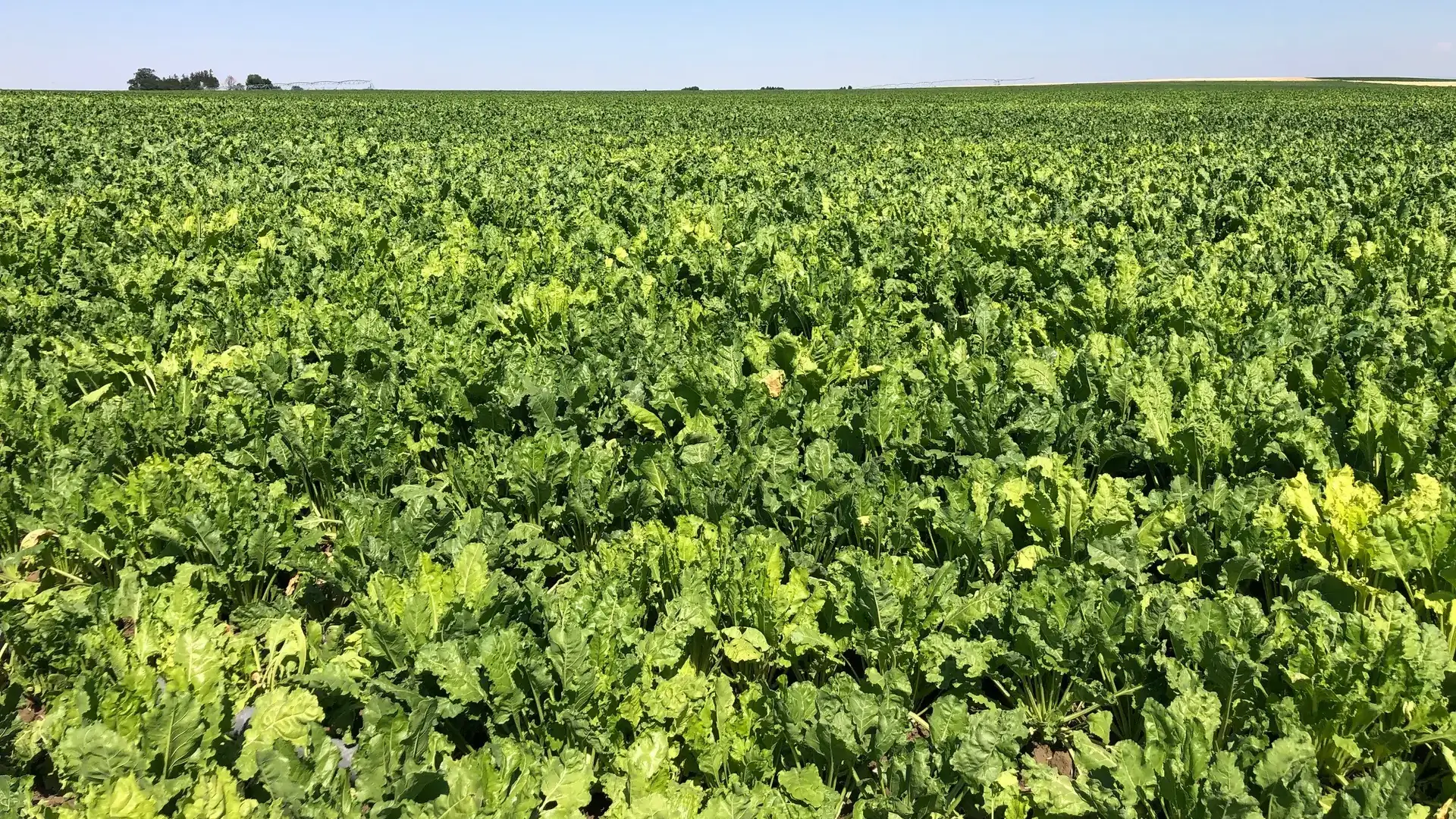 Rhizomania symptoms within a sugar beet field.