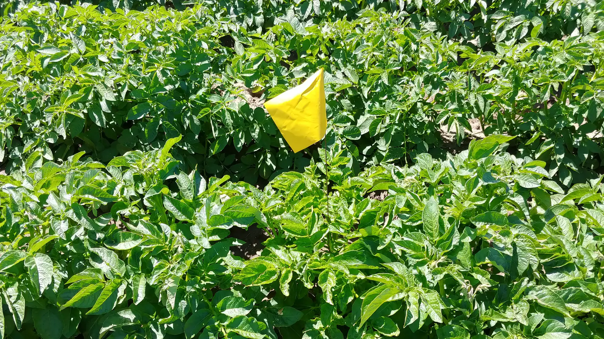 A potato field with a yellow flag marker among green foliage under bright sunlight.