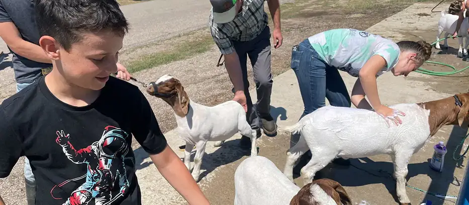 A group of youth spending time with goats