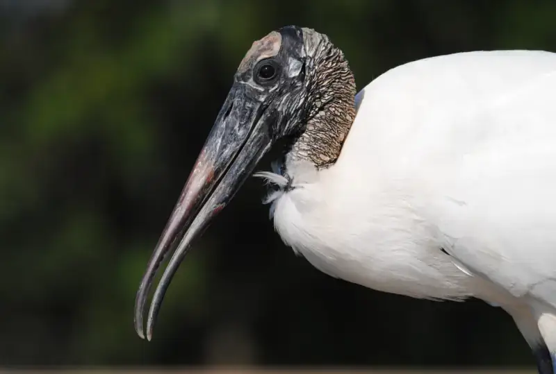 Portrait of a wood stork. 