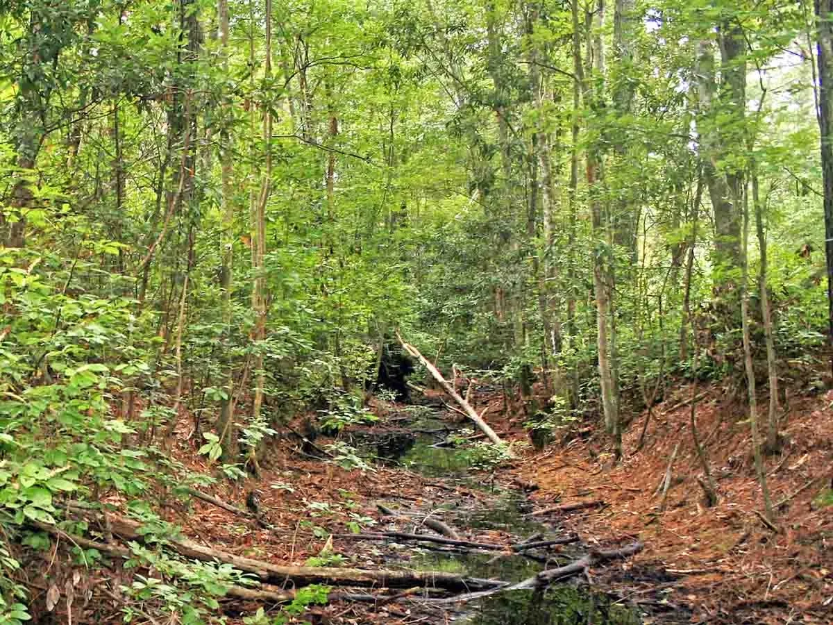 Saprist landscape in North Carolina