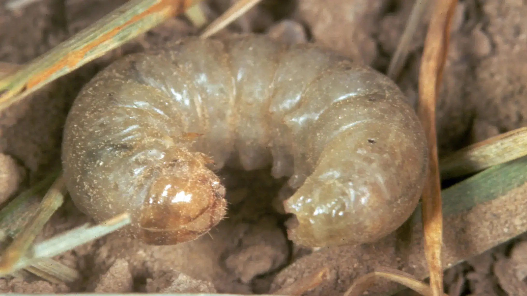 Pale western cutworm larva.