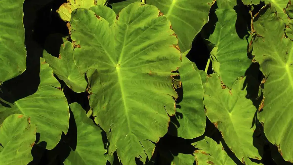 Herbaceous plants that are typically annuals