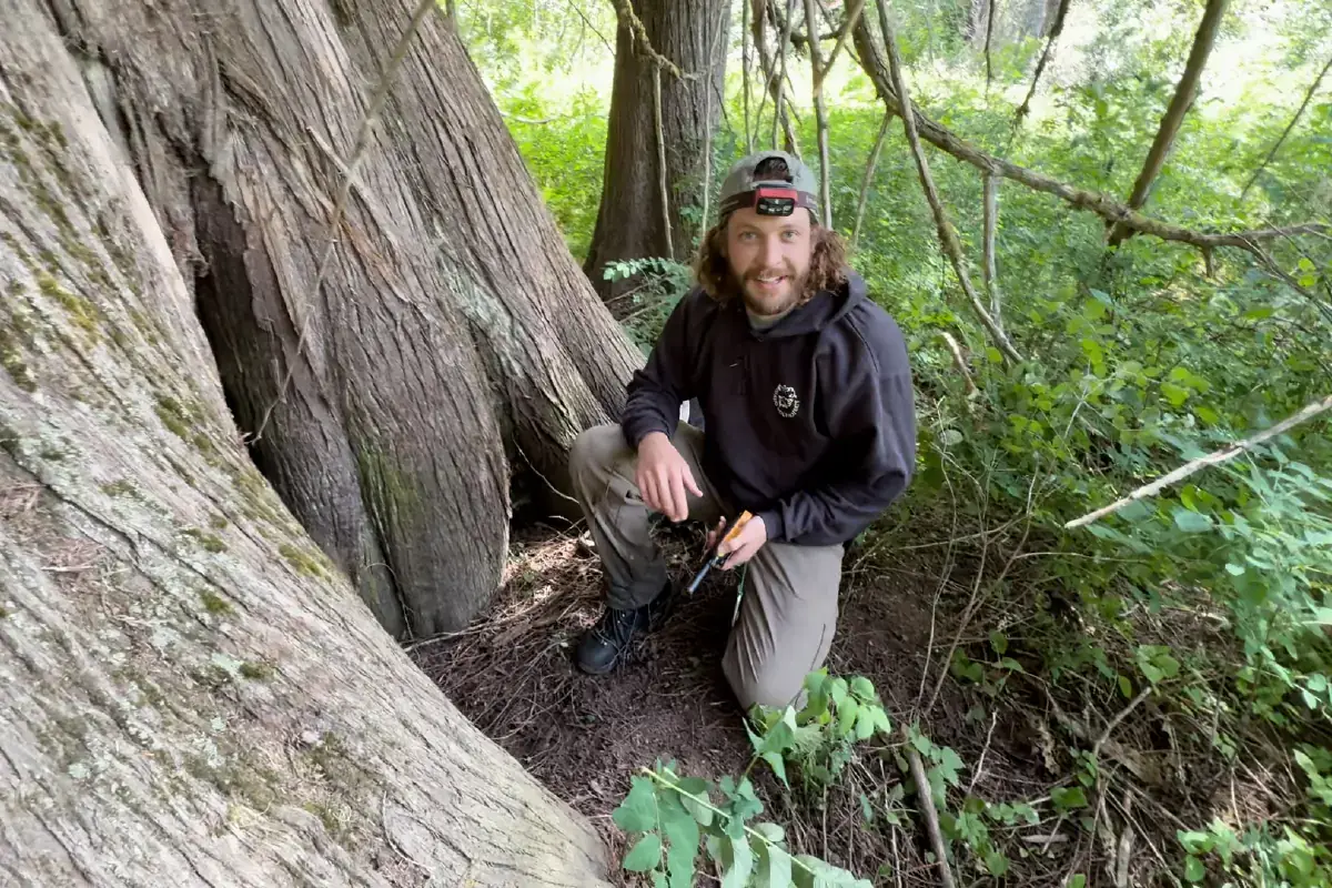 U of I wolf researcher Peter Rebholz prepares to crawl into wolf den at the base of a cedar tree.
