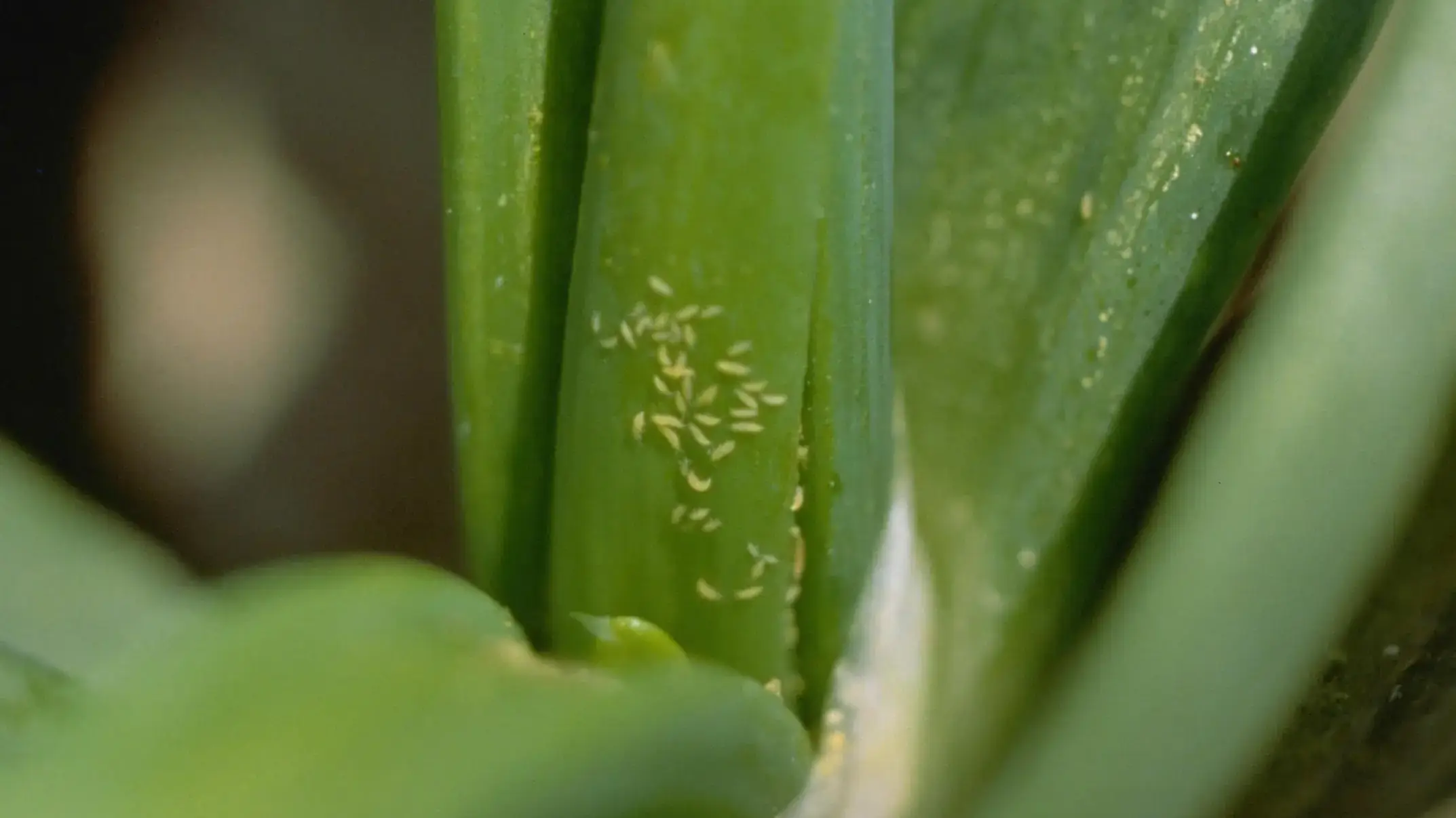 Onion thrips nymphs in new growth onion leaves.
