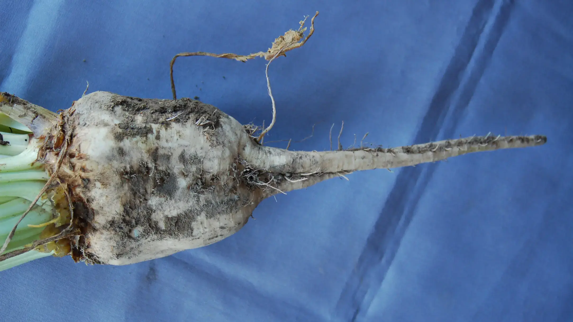 Sugar beet showing wineglass shape associated with rhizomania.