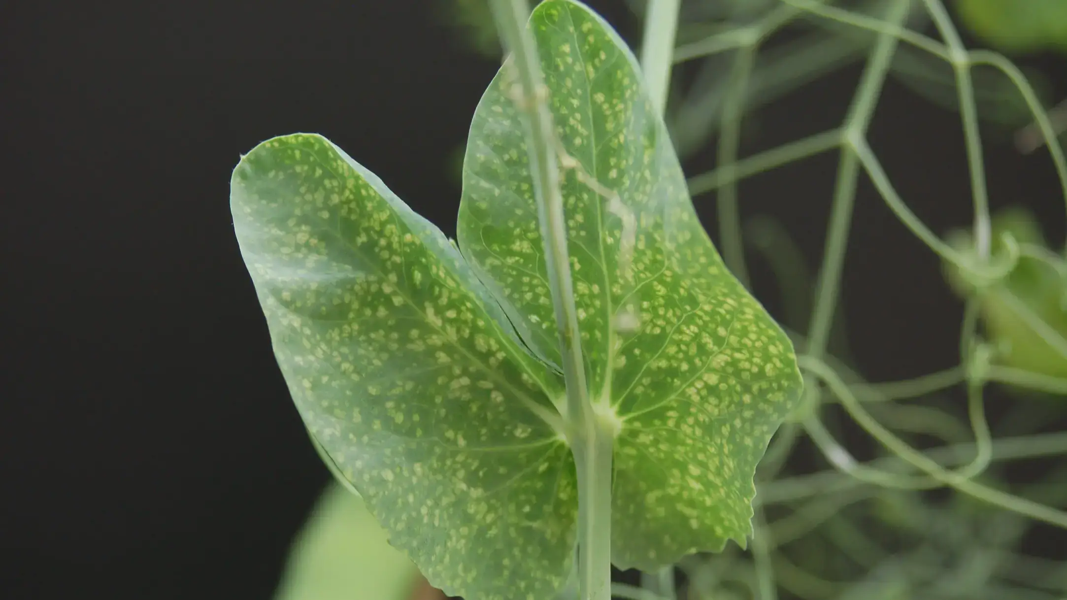 Pea enation mosaic virus infected leaflet.