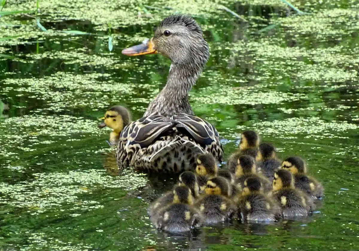 Arboretum wildlife new mallard family
