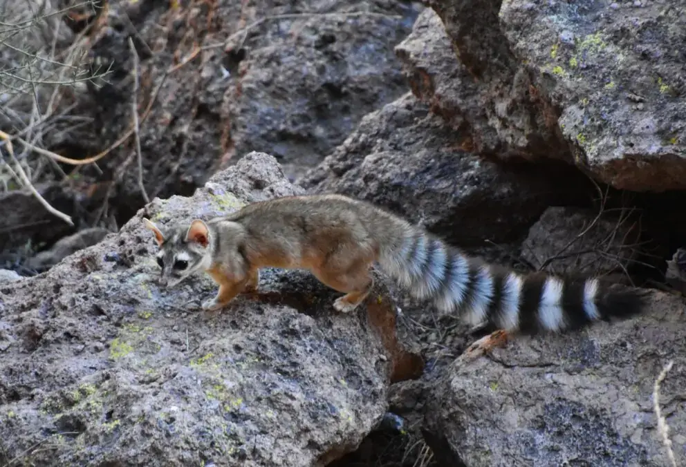 A ringtail walks on a rock.