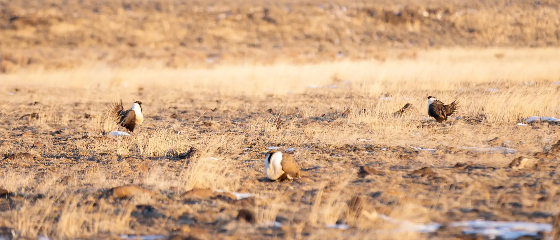 Courtney Conway’s 10-year study on the effects of ranching on sage grouse populations.