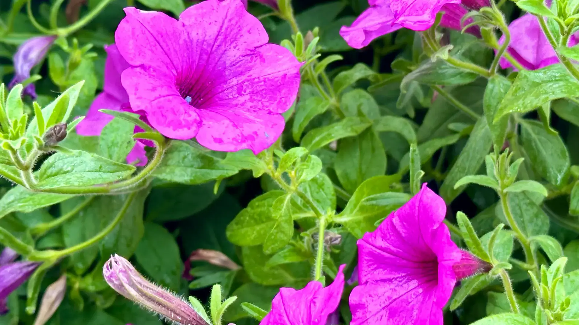 Perennials and annuals to beautify your landscape