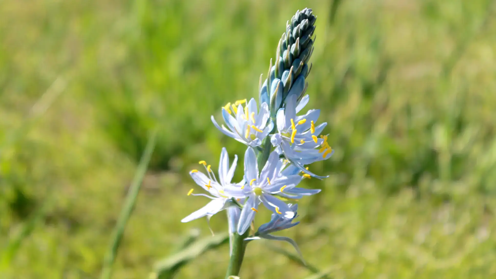 Herbaceous plants that are typically annuals