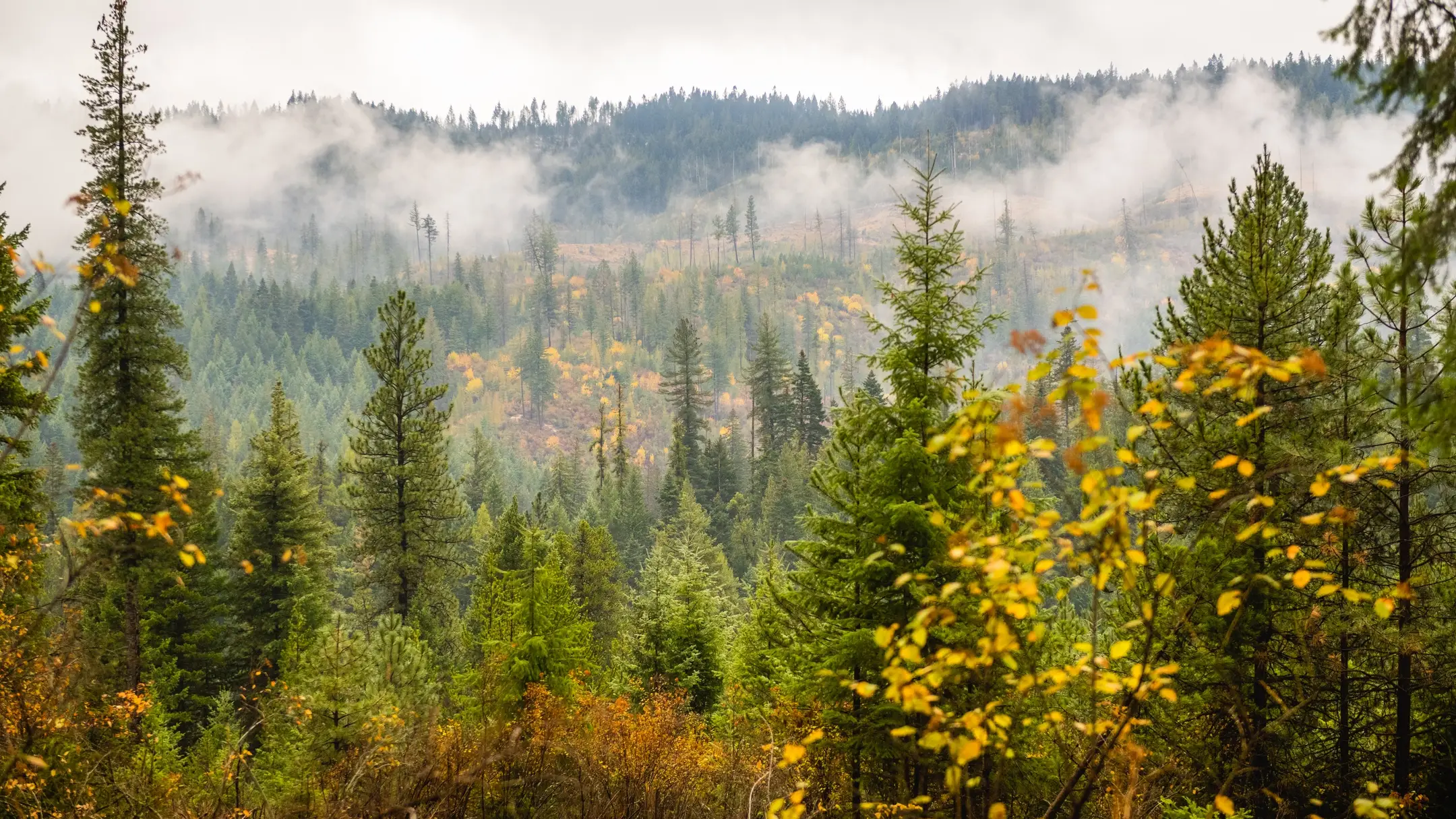 Logging and Maintenance at the Experimental Forest