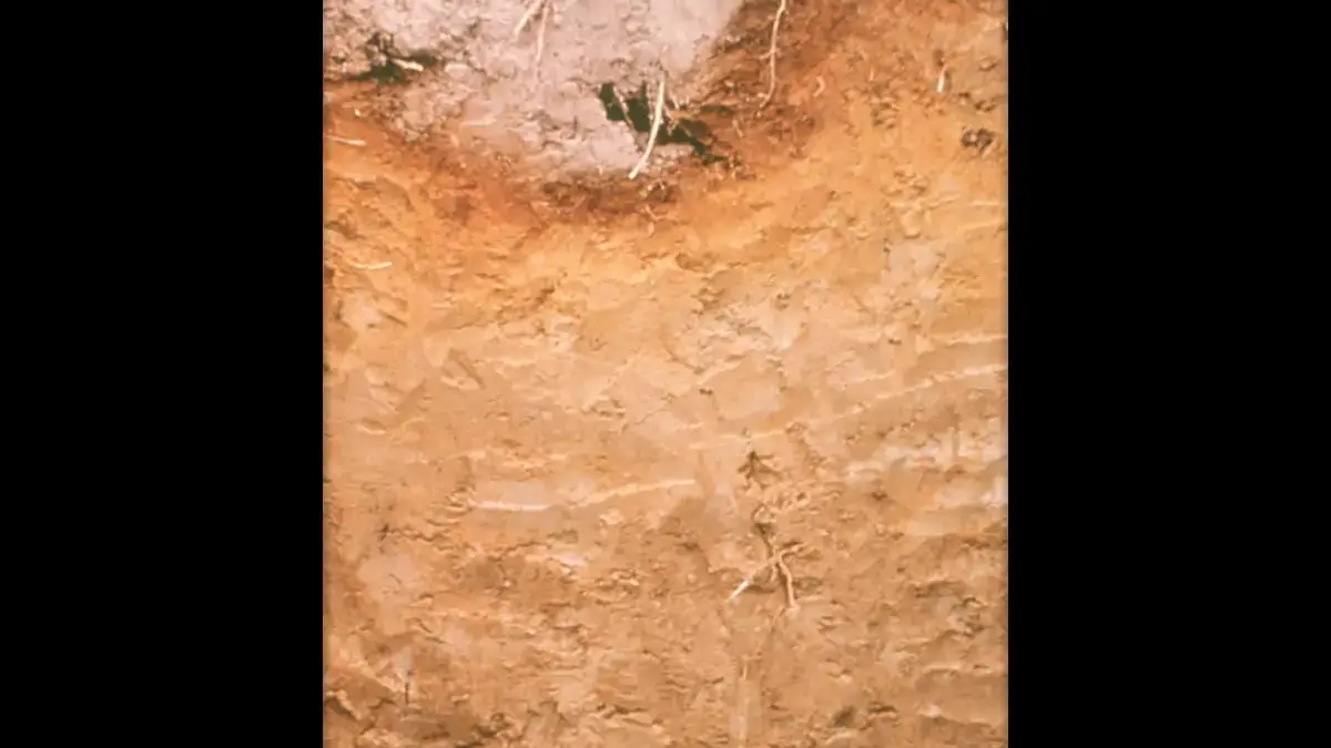 Spodosols layers of soil