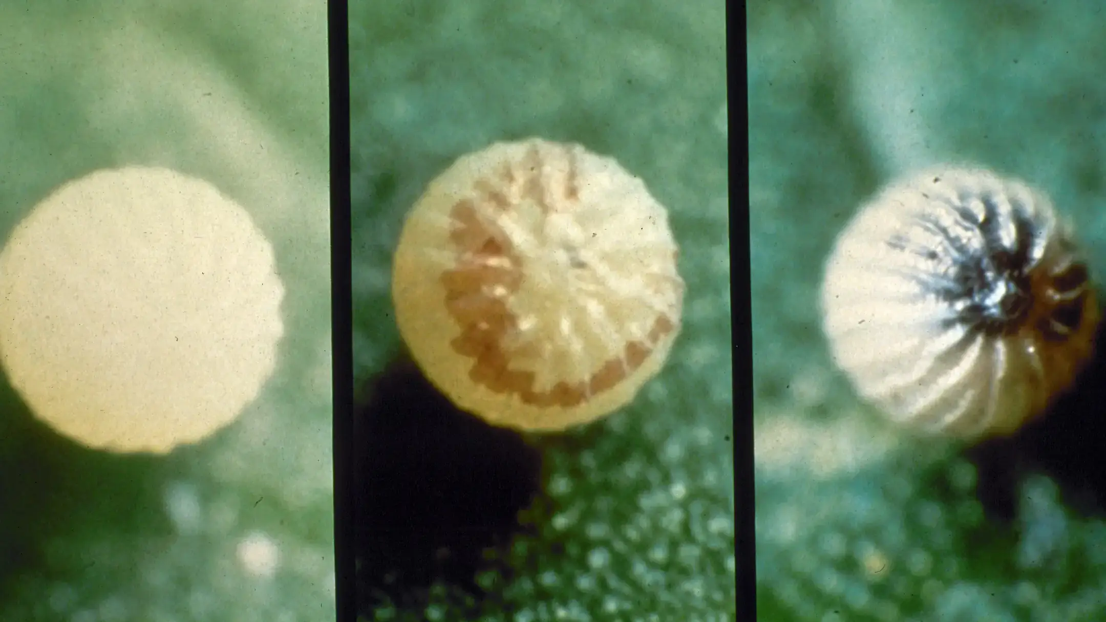 The changes of corn earworm eggs within three days.