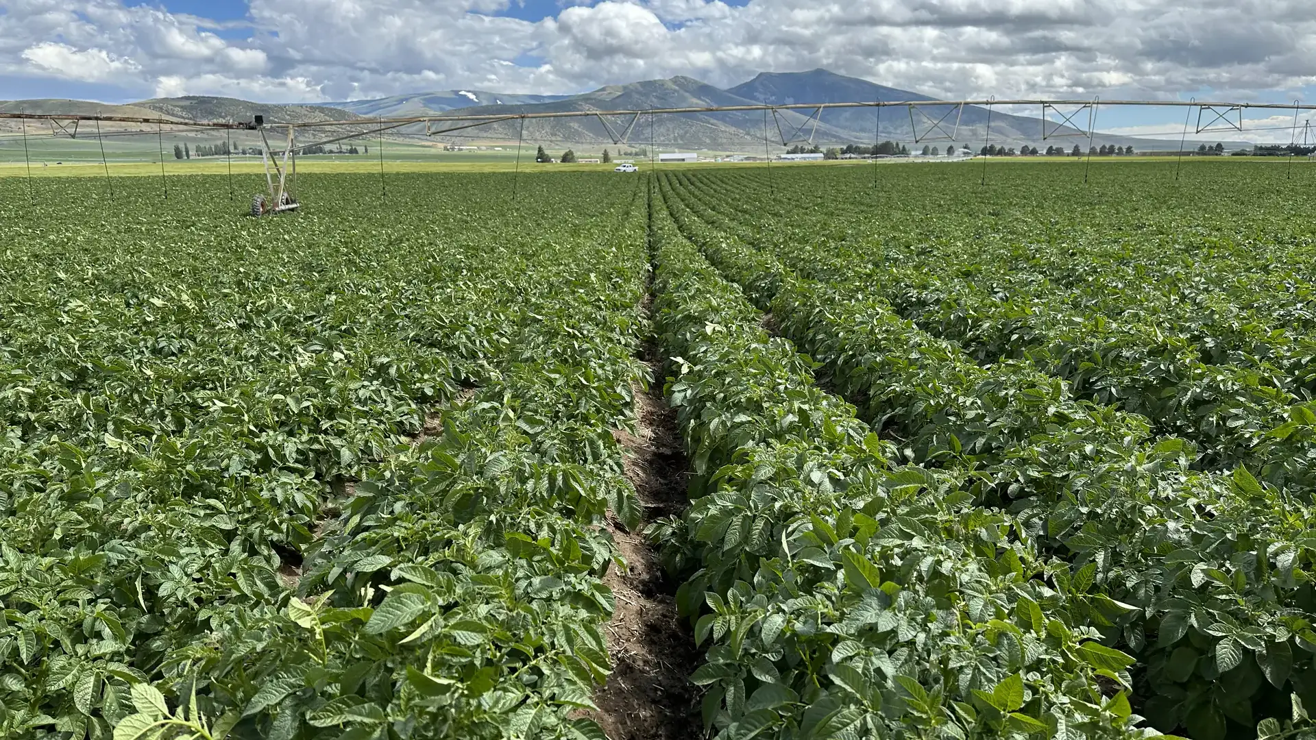 An Idaho potato field and irrigation.