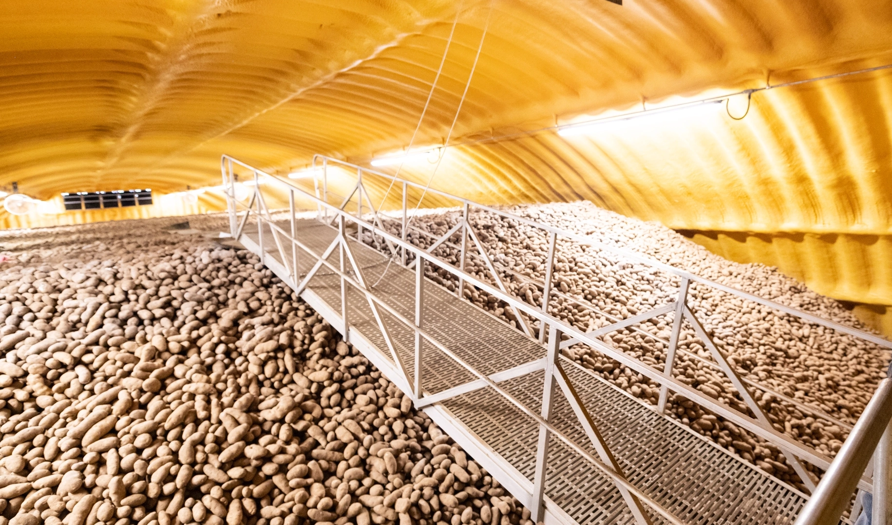 A Vandal alumni peers over a mound of potatoes in Hammett, Idaho.