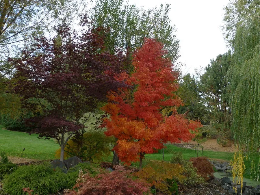 A bright red orange maple and deep red purple maple in Arboretum gardens