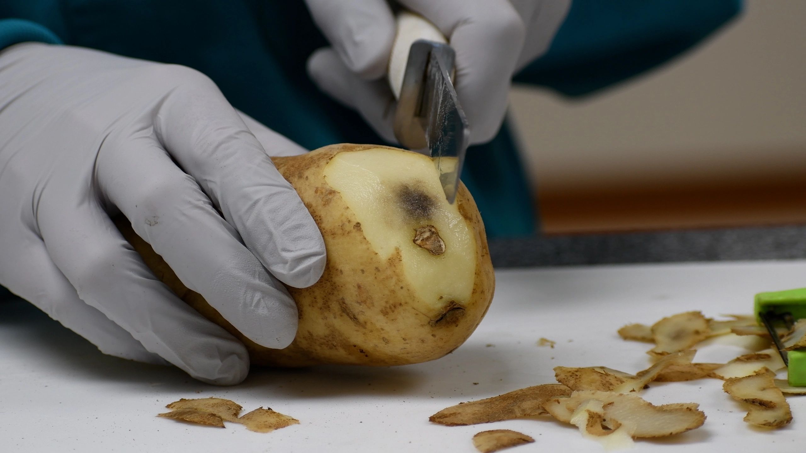 Slicing a potato to show the bruising
