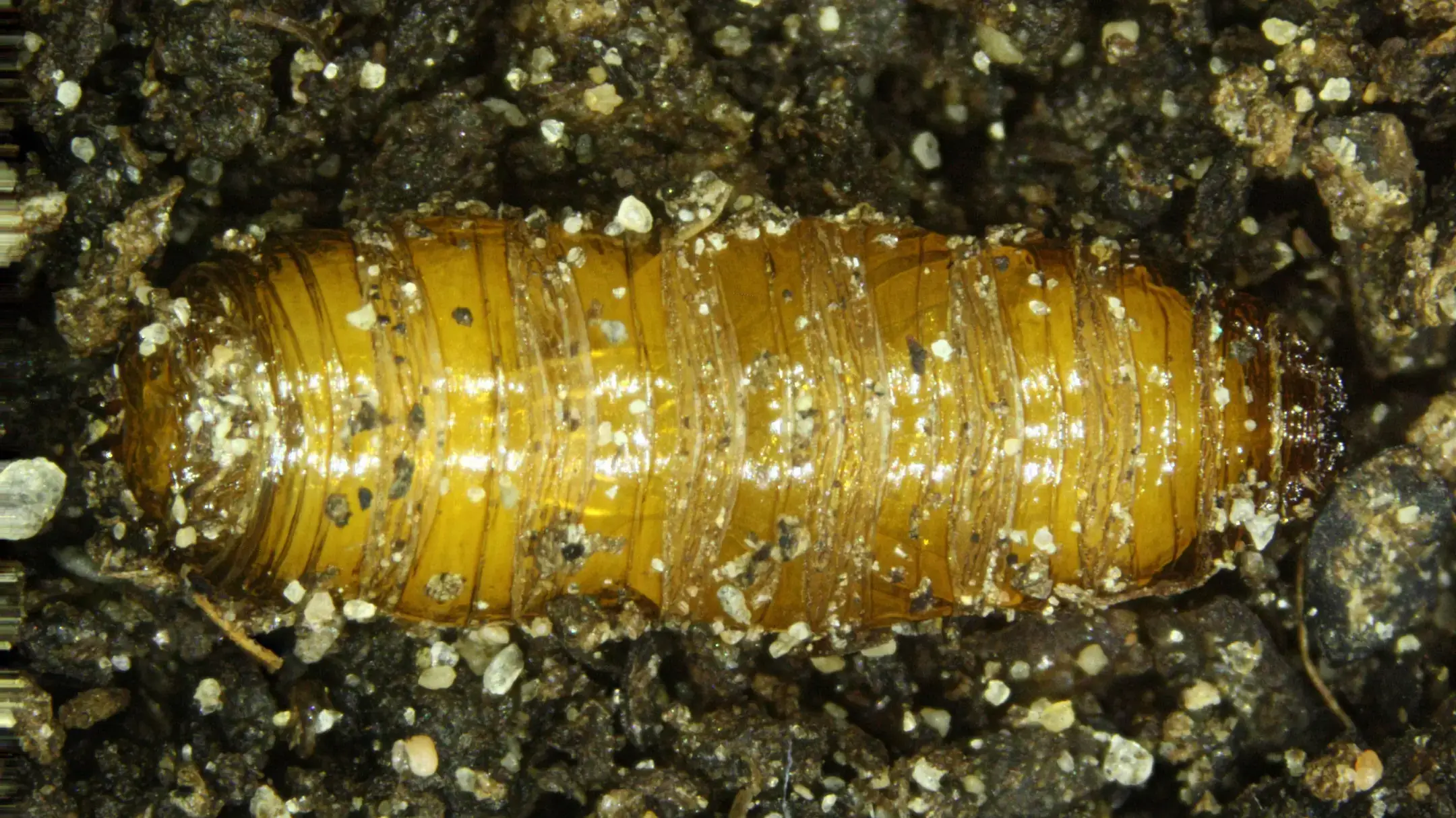 Fig 3 Sugarbeet root maggot pupa.jpg