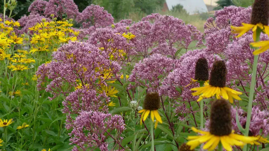 Gentle purple blossoms and yellow flowers