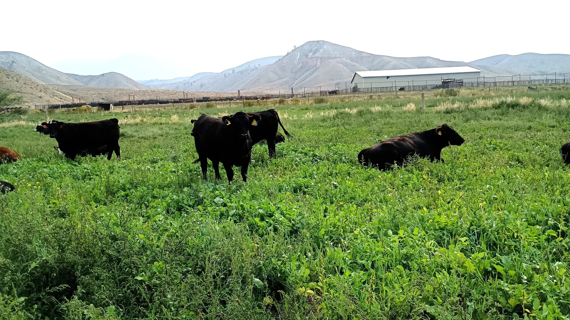 Black cattle graze in a lush field with a mixture of several plants, with mountains in the background.