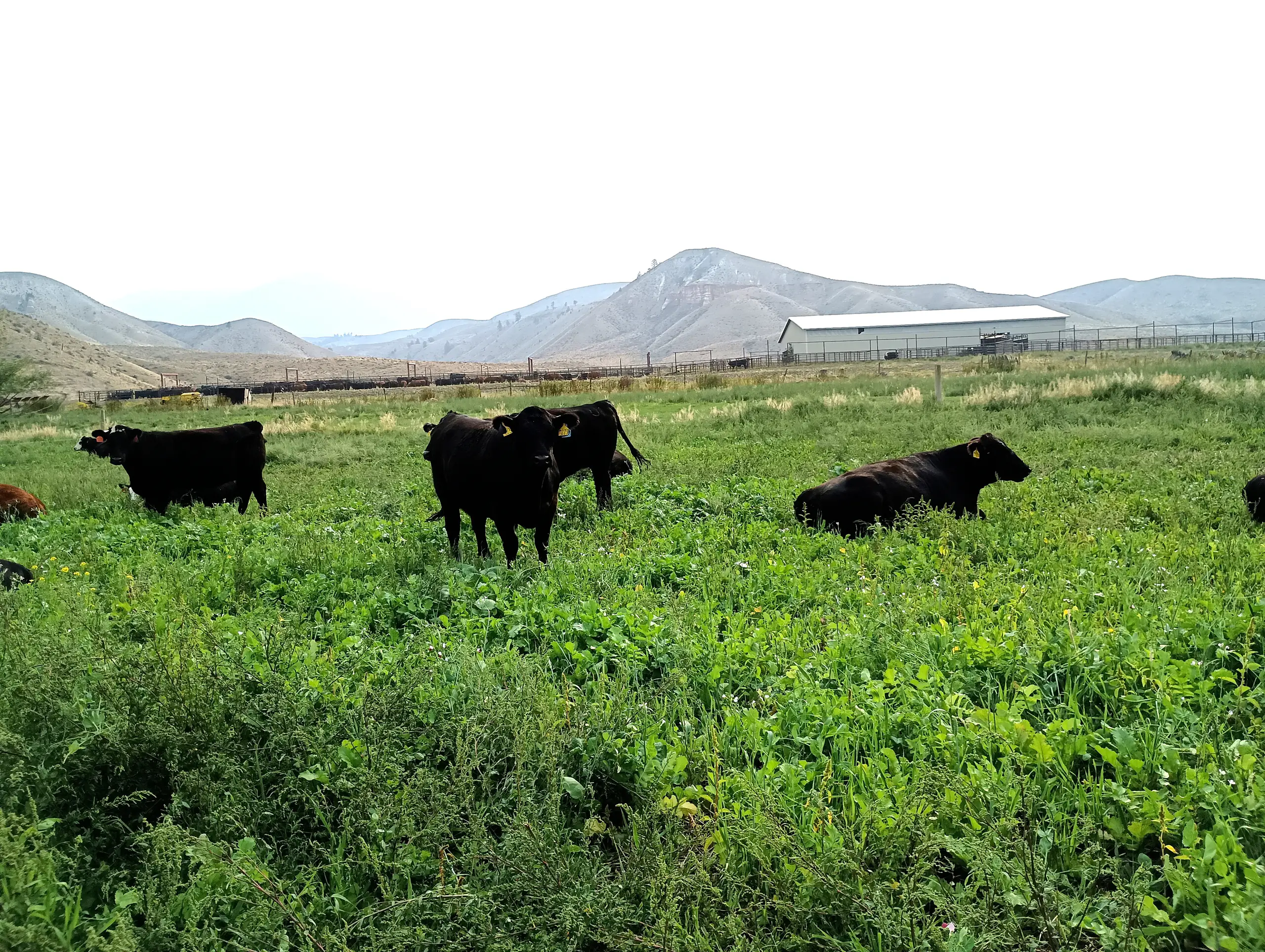 Black cattle graze in a lush field with a mixture of several plants, with mountains in the background.