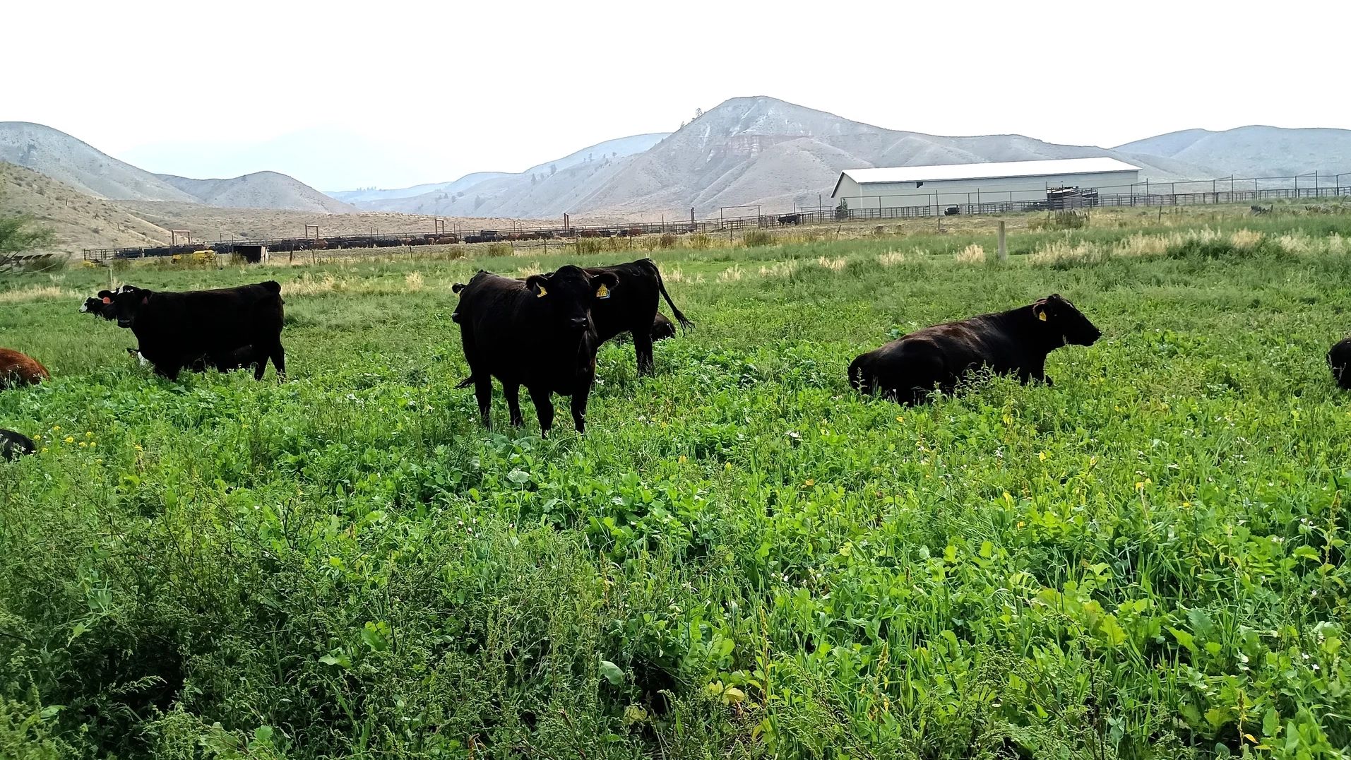 Black cattle graze in a lush field with a mixture of several plants, with mountains in the background.