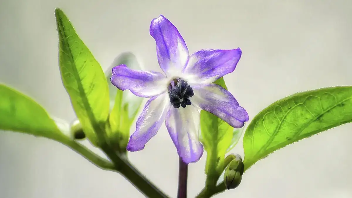 Herbaceous plants that are typically annuals