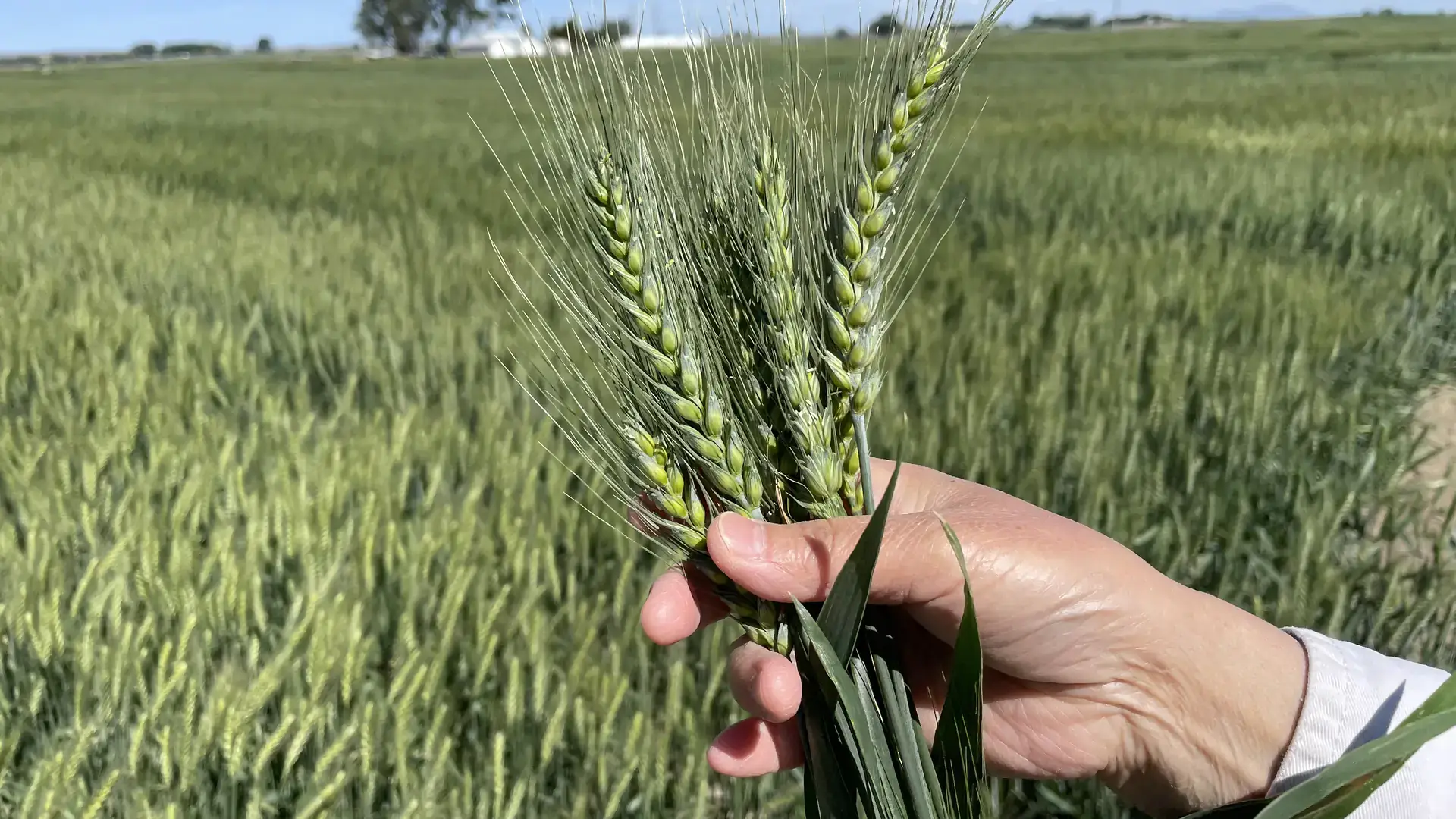  A woman’s hand holds a clump of wheat, with a wheat field in the background.