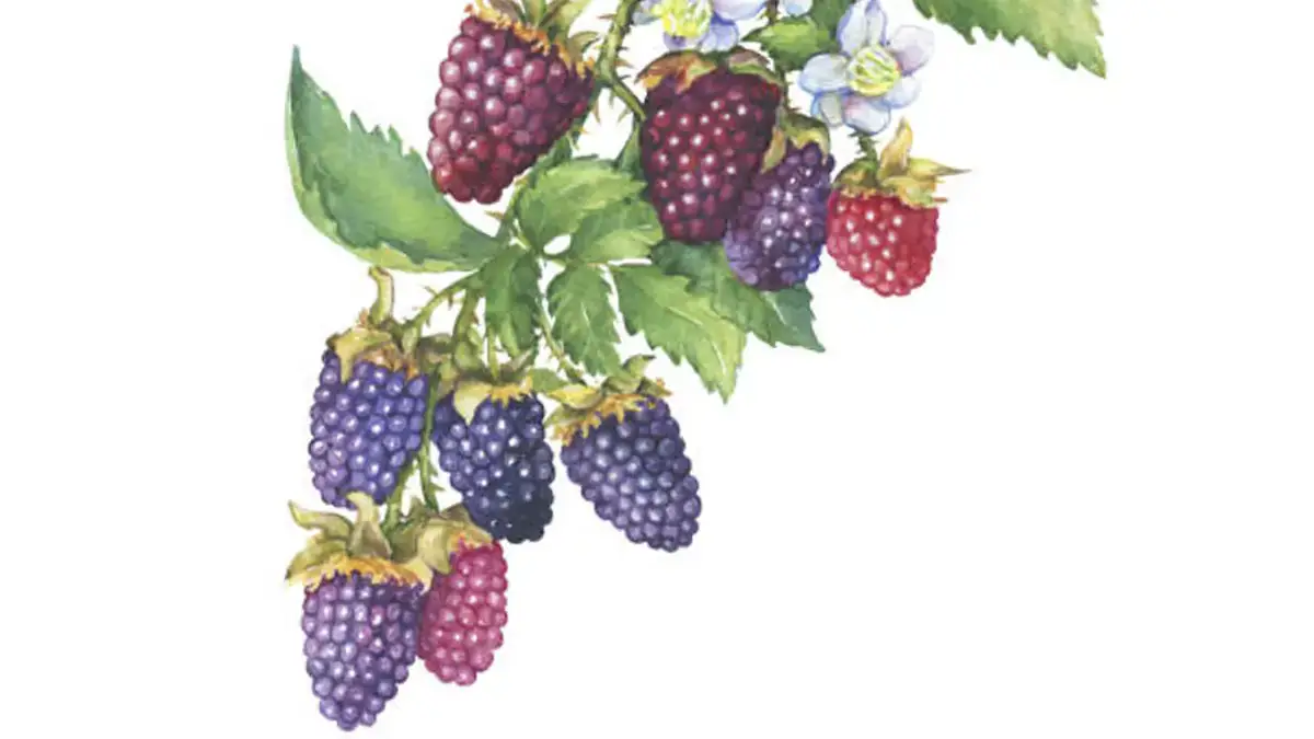 loganberry-1200x1200-person-gallery.jpg