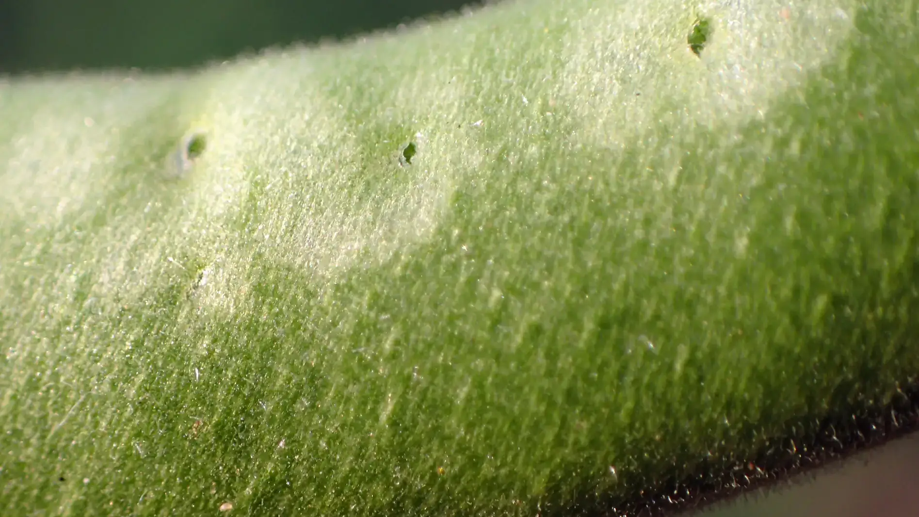 Oviposition wounds and associated halo or pansy spot symptom on green bean.
