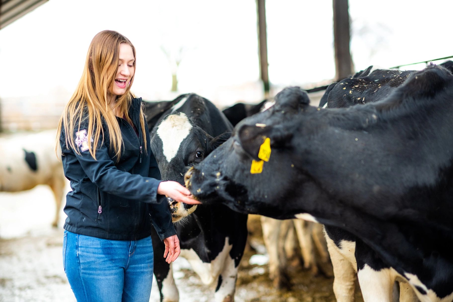 Student feature Ashly Anderson studies the effect of wildfire smoke on dairy cattle.