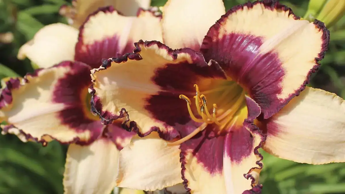 A variety of perennials from African daisies to yarrow