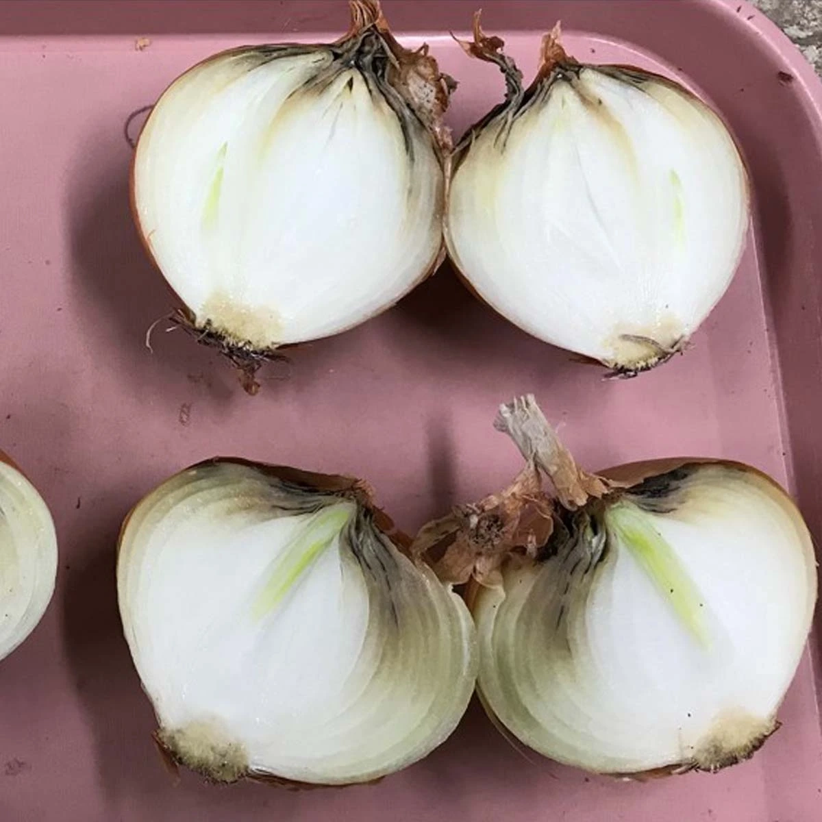 A variety of onion diseases photos