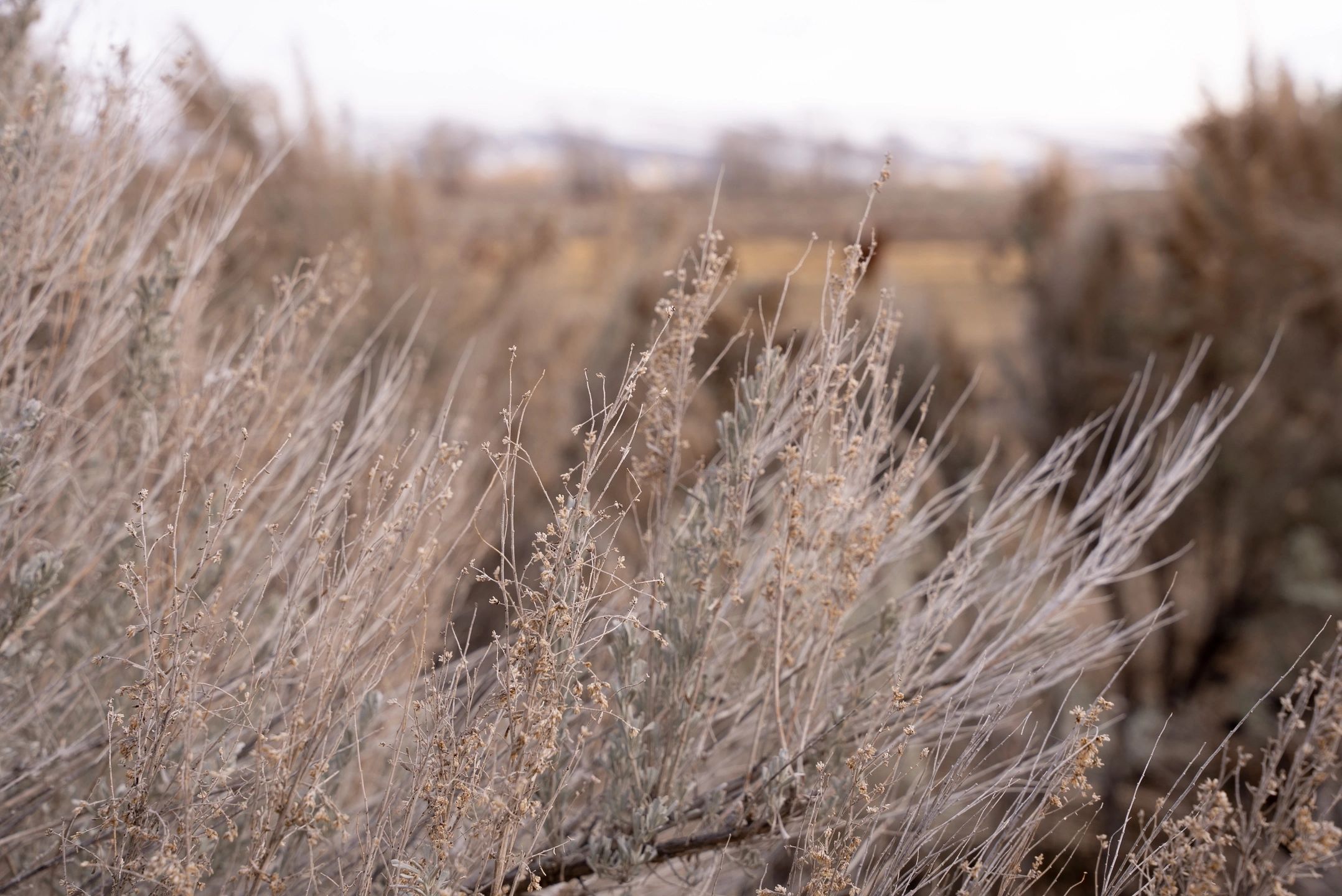 Courtney Conway’s 10-year study on the effects of ranching on sage grouse populations.